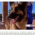 La Noticia Pintoresca Perro Es Nombrado Héroe Nacional Por Salvar A Su Duena solo para ti radio La Noticia Pintoresca Perro Es Nombrado Héroe Nacional Por Salvar A Su Duena solo para ti radio