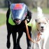 Un perro se convierte en guía de otro perro ciego sin entrenamiento solo para ti radio Un perro se convierte en guía de otro perro ciego sin entrenamiento solo para ti radio