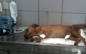Toquinho fue atendido en una clínica veterinaria de Goiania.